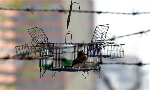 A bird is placed in a cage by bird hunters which is hung in a tree in Baiyun Taoist Temple, Xicheng district to lure other birds. The cage, equipped with a spring, will be closed after a bird flies in. Photos: CFP
