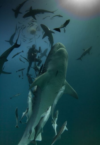 Photographer Rainer Schimpf caught the breathtaking moment when a diver gets&nbsp;trapped during the shark feeding frenzy. (Source: huanqiu.com)