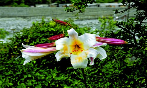 Lilium regale, a flower native to Sichuan that Wilson introduced to the UK in 1903. Photo: Courtesy of Sichuan Pangolinetour