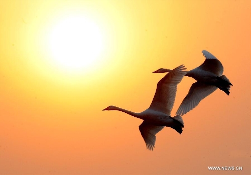 White swans are seen at the Yellow River wetland in Sanmenxia, central China's Henan Province, Jan. 5, 2013. (Xinhua/Wang Song)&nbsp; 