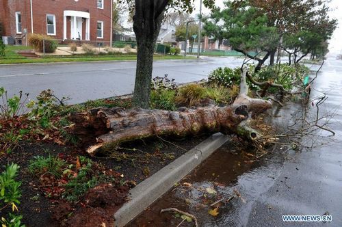 A tree is blown down at the Long Island in New York, the United States, on October 29, 2012. Hurricane Sandy, a massive storm described by forecasters as one of the largest ever that hit the United States, is making its way towards the population-dense East Coast. Michael Bloomberg, mayor of New York, has asked the public to stay at home when Sandy slams the city. Nearly 10,000 flights have been canceled for Monday and Tuesday by airlines bracing for Hurricane Sandy. Photo: Xinhua