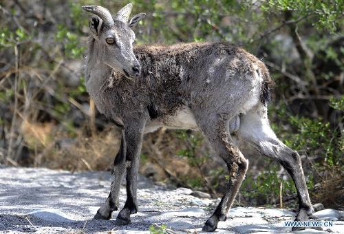  A blue sheep looks on in the Helan mountain area in northwest China's Ningxia Hui Autonomous Region, May 30, 2013. Helan mountain area has become world's heaviest inhabited area for blue sheep as the number reached over 20,000 currently due to enhanced wildlife reservation. (Xinhua/Li Ran) 