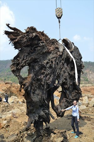 A huge chunk of cedar, weighing some 40 tons, is lifted from underground in Panzhihua, Sichuan Province Wednesday. The cedar, which was spotted during mining exploration, has been buried for around 1,000 years. Photo: CFP