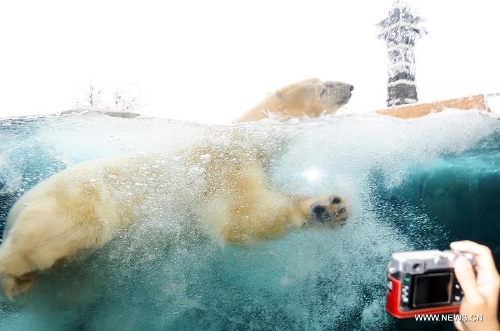 A visitor takes photos of a polar bear in the newly-inaugurated Arctic Circle at the Copenhagen Zoo in Copenhagen, Denmark, Feb. 5, 2013. (Xinhua/Hasse)&nbsp; 