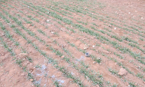 The remains of fireworks are scattered in a field near the collapsed bridge in Sanmenxia, Henan Province on Saturday. The bridge was destroyed after a firework-laden truck exploded. Photo: Yan Shuang /GT