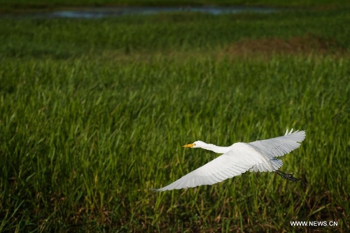 A bird flies at the Kakadu National Park of Australia May 25, 2013. The Kakadu National Park is a protected area in the northern area of Australia. The cultural and natural values of the Kakadu National Park were recognized internationally when the park was inscribed onto the UNESCO World Heritage List. (Xinhua/Qian Jun)