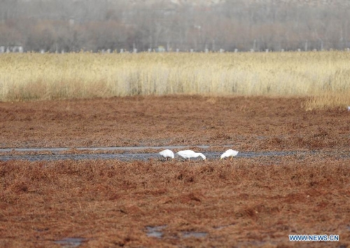 Photo taken on Jan. 7, 2013 shows the scenery of the Lhalu Wetland in Lhasa, capital of southwest China's Tibet Autonomous Region. The Lhalu Wetland is China's unique urban natural inland wetland with the highest altitude and largest acreage in the world. (Xinhua/Liu Kun)&nbsp; 