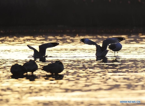 Photo taken on March 14, 2013 shows the scenery at the Lhalu wetland state nature reserve in Lhasa, capital of southwest China's Tibet Autonomous Region. (Xinhua/Liu Kun) 