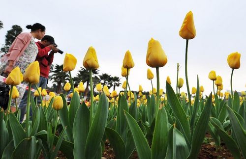 People enjoy themselves at a tulip field in the garden landscape park of Liuzhou city, South China's Guangxi Zhuang Autonomous Region, February 7, 2013. Photo: Xinhua