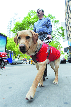 Blind masseur Zhu Weicheng walks with his guide dog Feifei on the streets of Zhoushan, Zhejiang Province. In 2011, after waiting four years, Zhu was allocated 3-year-old Feifei. The guide dog was trained in Dalian. Photo: CFP