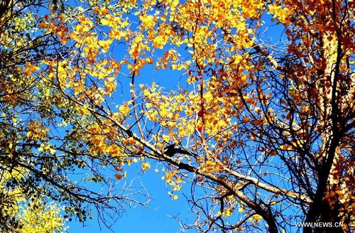 Tourists enjoy the scenery at a forest park in Jiuquan city, Northwest China's Gansu Province, October 6, 2012. Photo: Xinhua