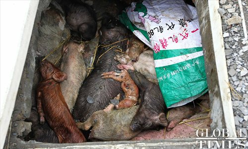 A special hole made for the lawful dumping of dead pigs. Photo: Yang Hui / GT