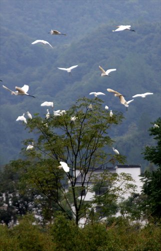 Egrets are seen flying at the bank of the Xin'an River in Anhui Province in September. The downstream Zhejiang Province will pay Anhui millions of yuan if the water reaches the quality standard by 2015. Photo: CFP