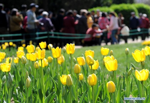 Photo taken on April 6, 2013 shows tulips in full blossom at the People's Park in Zhengzhou, capital of central China's Henan Province. (Xinhua/Li Bo)