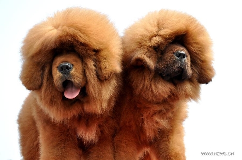  Two Tibetan mastiffs pose for photos at the 2nd Handan Tibetan mastiff exhibition in Handan, north China's Hebei Province, March 23, 2013. The exhibition, with nearly 400 Tibetan mastiffs attended, kicked off on Saturday. (Xinhua/Hao Qunying) 