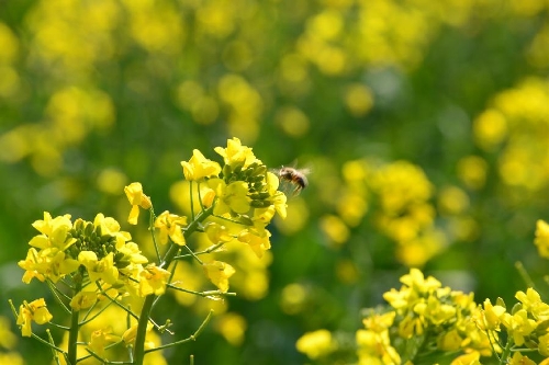 &nbsp;A bee flies among rape flowers in Luoping County, southwest China's Yunnan Province, Jan. 22, 2013. (Xinhua/Mao Hong) 