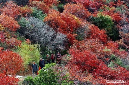 Tourists enjoy autumn red leaves in the Changshou Mountain Scenic Area in Gongyi, Central China's Henan Province, October 23, 2012. Photo: Xinhua