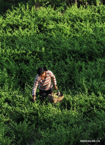 A farmer picks honeysuckle, a kind of herbal medicine, at a planting base in Liangjia Village of Binzhou City, east China's Shandong Province, May 20, 2013. (Xinhua/Dong Naide)