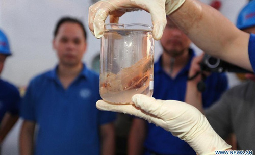Photo taken on June 27, 2012 shows an organism sample captured from the Mariana Trench in the Pacific Ocean by China's manned submersible Jiaolong. Submersible Jiaolong set a new national dive record on Wednesday after reaching 7,062 meters below sea level during its fifth dive into the Mariana Trench. The Jiaolong got three water samples, two sediment samples and one organism sample, placed a marker, and made several experiments on the sea floor 7,062 meters deep from the sea surface. Photo: Xinhua/China Ocean Mineral Resources Research and development Association
