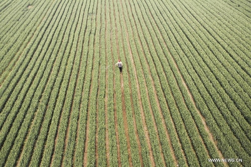 A farmer sprays pesticide in the wheat field in Chengguan Township of Neihuang County in Anyang City, central China's Henan Province, May 3, 2013. Farmers here are busy with taking care of the crop to ensure the summer wheat harvest. (Xinhua/Liu Xiaokun) 