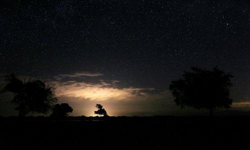 Populus euphratica outlined by the first rays of sunrise in the desert Photo: Wang Yuan