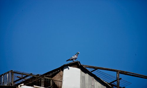 A pigeon perches on a rooftop in Dongjiadu. Photo: Cai Xianmin/GT