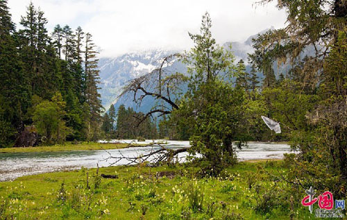 Linzhi, or Nyingchi, often referred to as the throne of the sun in Tibetan by locals, is indeed where the sun rises every day compared to other places in Tibet. Located in the lower reaches of Yarlung Zangbo River of the southwestern Tibet Autonomous Region, Linzhi is blessed with a semi-humid climate and fascinating scenery. The Himalayan and Tangula mountains wend their way from west to east to join the Hengduan Mountains. Because of the large number of river valleys and alpine gorges, Nyingchi is sometimes referred to as the 'Switzerland of Tibet.' Basum Lake is one of the best known tourist attractions in Linzhi. Tucked inside the alpine gorge, the sapphire-like lake reflects the surrounding snow mountains, as well as inhabited diverse wildlife. Photo: China.org.cn