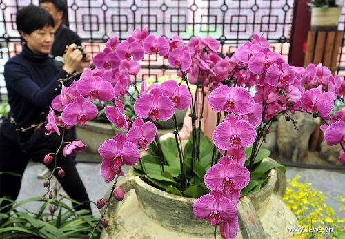 Visitors view flowers at a phalaenopsis exhibition in Taipei, southeast China's Taiwan, Feb. 3, 2013. The eight-day exhibition was opened on Feb. 3 to greet the upcoming Spring Festival, which falls on Feb. 10 this year. (Xinhua/Wu Ching-teng) 
