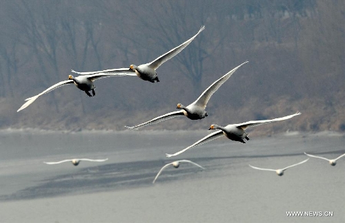 White swans are seen at the Yellow River wetland in Sanmenxia, central China's Henan Province, Jan. 6, 2013. (Xinhua/Wang Song)  