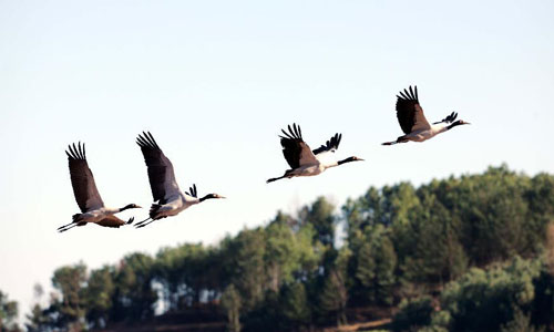 A flock of black-necked cranes fly over the Nianhu Lake in Huize County of Qujing City, southwest China's Yunnan Province, December 13, 2012. A good many black-necked cranes chose to spend this winter on the wetlands near the lake thanks to the comfortable environment here. Photo:Xinhua