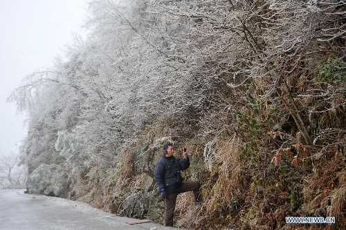 A visitor takes pictures of the branches with icicles on Mao'er Mountain in Guilin, south China's Guangxi Zhuang Autonomous Region, Jan. 7, 2013. (Xinhua/Lu Bo'an)&nbsp; 