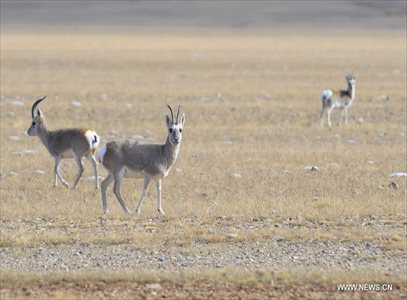 Photo taken on October 20, 2012 shows Mongolian gazelles on Qiangtang Grassland in Southwest China's Tibet Autonomous Region. Qiangtang Nature Reserve covers an area of more than 200,000 sq km in northern Tibet. The reserve is home to over 400 kinds of wild animals. (Xinhua/Liu Kun)