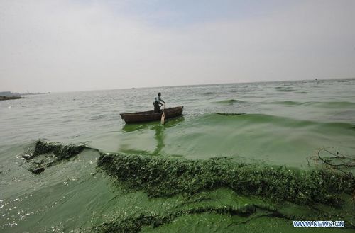 A fisherman paddles in the water of the Chaohu Lake, East China's Anhui Province, July 8, 2012. Blue-green algae gathered in Chaohu Lake recently due to the rising temperature. Photo: Xinhua 