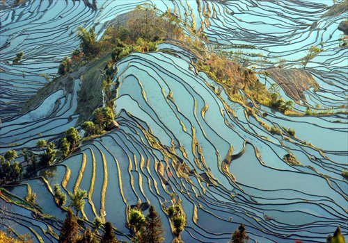 A view of the rice paddy fields in Yuanyang County. Photo: CFP 
