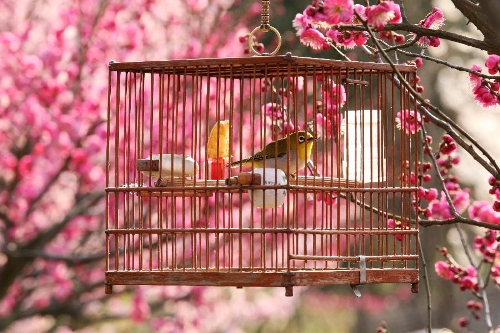 Photo taken on March 2, 2013 shows a bird in cage hang from a plum tree at the Gulin Park in Nanjing, capital of east China's Jiangsu Province. (Xinhua/Wang Xin)&nbsp;