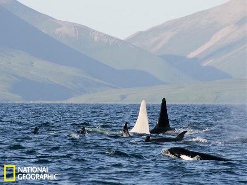 7. White killer whale spotted (Source: sina.com.cn)