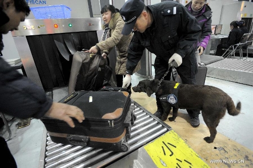 Police dog Dongdong sniffs passengers' baggage at Chengdu Railway Station in Chengdu, capital of southwest China's Sichuan Province, Feb. 20, 2013. It is the first time for the 4-year-old female Labrador to be on duty during the Chinese New Year holidays here and she was responsible for sniffing out explosive devices and materials. (Xinhua/Xue Yubin)  