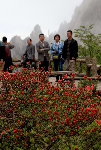 Photo taken on May 7, 2013 shows visitors viewing the blooming azaleas at the Huangshan Mountain scenic spot in Huangshan City, east China's Anhui Province. (Xinhua/Shi Guangde) (yxb) &nbsp;