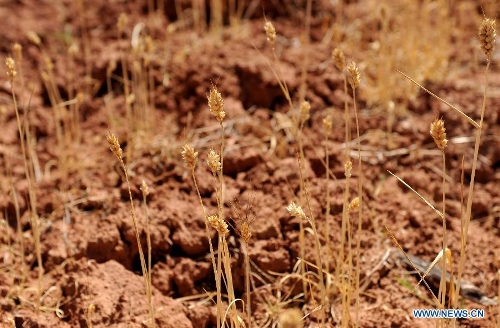  Drought-hit wheat are seen at Shilin County in southwest China's Yunnan Province, Feb. 27, 2013. About 600,000 people are facing shortage of drinking water amid severe drought that hit southwest China's Yunnan Province for the fourth straight year, and the current drought has affected 5.11 million mu of cropland in the province China's drought relief authority said Feb. 21, 2013. (Xinhua/Lin Yiguang)  