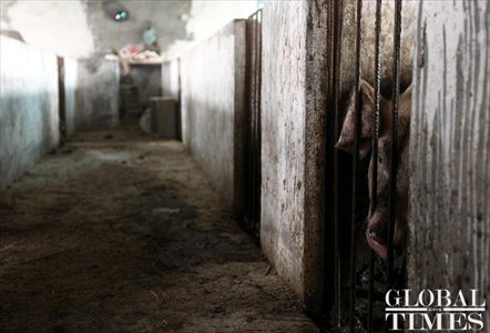 A pig peeks out from his pen, perhaps contemplating a bleak future. Photo: Yang Hui / GT 