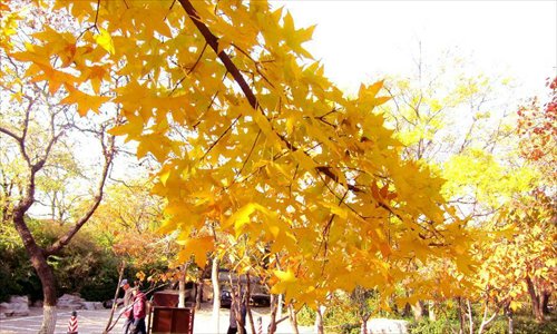 Photo taken on November 17, 2012 shows the scenery of maple trees of Qianfo Mountain, or the Thousand Buddha Mountain, in Jinan, capital of east China's Shandong Province.Photo: Xinhua