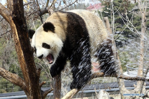  Photo taken on April 13, 2013 shows the panda named 