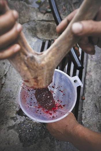 Blood is extracted from a fresh antler. Photo: CFP