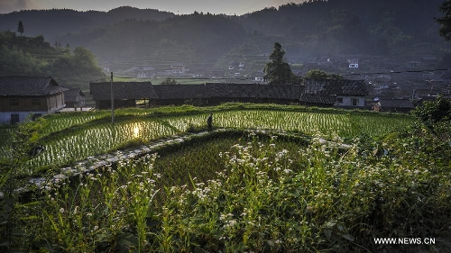 A man walks on the ridge in Dimen Dong minority village in Liping County of southwest China's Guizhou Province, June 20, 2013. Dimen is a Dong minority village with about 2,500 villagers. It is protected properly and all the villagers could enjoy their peaceful and quiet rural life as they did in the past over 700 years. (Xinhua/Ou Dongqu)