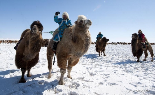 A herdsman takes a photo on his camel during the traditional livestock prosperity festival at Hexigten Banner in Chifeng, north China's Inner Mongolia Autonomous Region, Feb. 21, 2013. The festival is a special day typically held around the Spring Festival, on which nomadic Mongolians celebrates the 
