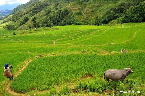 &nbsp; A villager walks in the terraced fields in Yuanyang County of Honghe Prefecture in southwest China's Yunnan Province, June 29, 2013. The UNESCO's World Heritage Committee inscribed China's cultural landscape of Honghe Hani Rice Terraces onto the prestigious World Heritage List on June 22, bringing the total number of World Heritage Sites in China to 45. (Xinhua/Chen Haining)