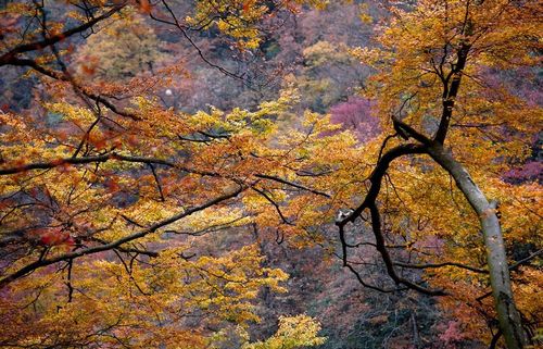 Photo taken on October 20, 2012 shows a view on the Guangwu Mountain in Nanjiang County, Southwest China's Sichuan Province. The mountain has 12 natural scenic areas and 333.3 square kilometers of virgin forest. Photo: Xinhua