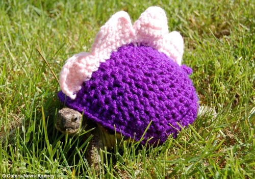 Canadian Katie Bradley has created hand-crocheted tortoise and turtle jumpers to keep pet turtles warm. (Photo Source: huanqiu.com)
