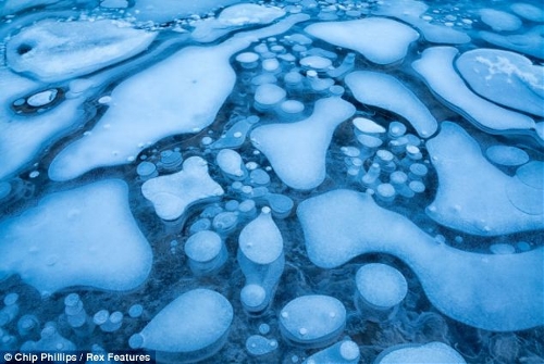 These stunning images show hundreds of frozen bubbles trapped below Canada's Abraham Lake. Located at the foot of the Rocky Mountains, the rare phenomenon occurs each winter in the man-made lake.&nbsp; (Source: chinanews.com)