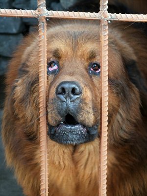 A Tibetan Mastiff raised by a couple in Yichang, Hubei Province Photo: CFP